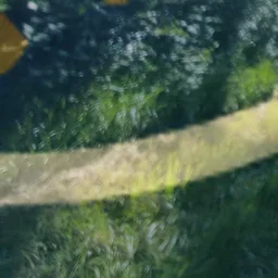 Forêt